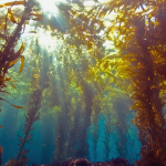 o que sao as algas kelp